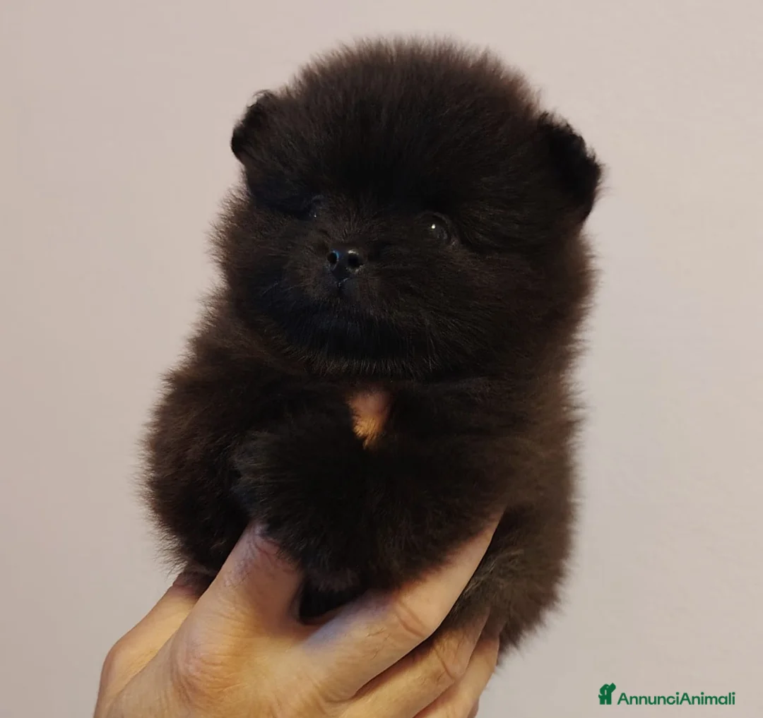 Volpino Pomerania cani in vendita: spitz tedesco nano pomerania - Annuncio 2