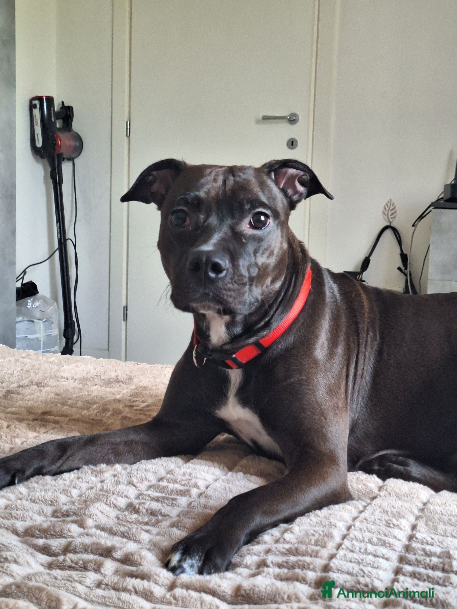 Meticcio cani Regalo  - Annuncio 2