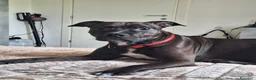 Meticcio cani in regalo: Regalo  a Provincia di Brescia - Annuncio 1