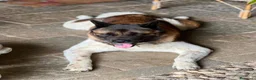 Akita Americano cani in regalo: Sasha ex fattrice a Provincia di Modena - Annuncio 2