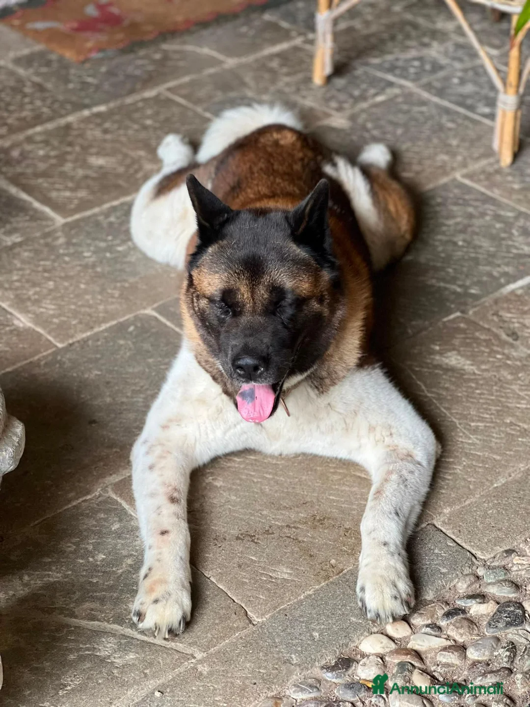 Akita Americano cani in regalo: Sasha ex fattrice a Provincia di Modena - Annuncio 2