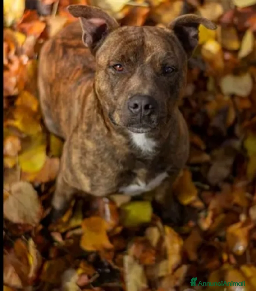 Pitbull cani in regalo: Pitbull tigrato adulto dalla cantina al box.PARMA a Città metropolitana di Milano - Annuncio 5