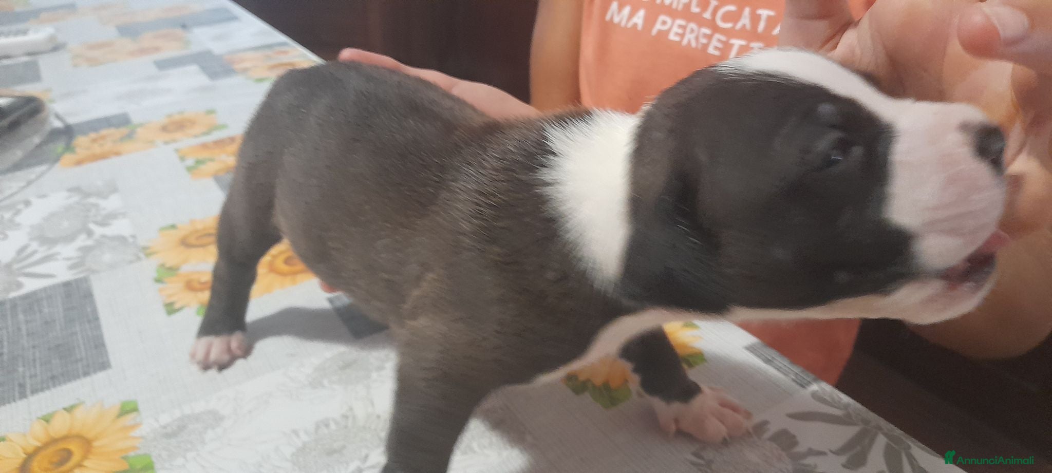 Pitbull cani American Pitbull Terrier UKC  - Annuncio 2