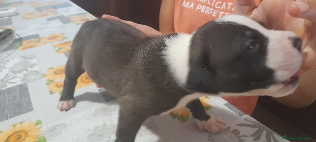 Pitbull cani in vendita: American Pitbull Terrier UKC  a Provincia di Alessandria - Annuncio 1