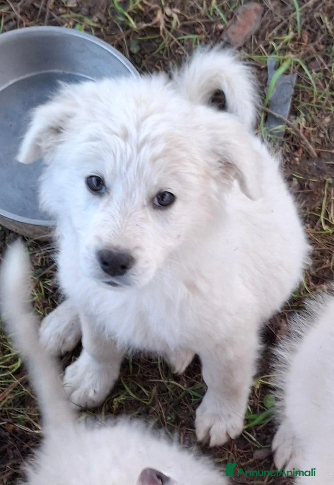 Meticcio cani in regalo: KORA 🩷 - cucciola mix pastore, abbandonata 😢🥺 a Provincia di Livorno - Annuncio 2