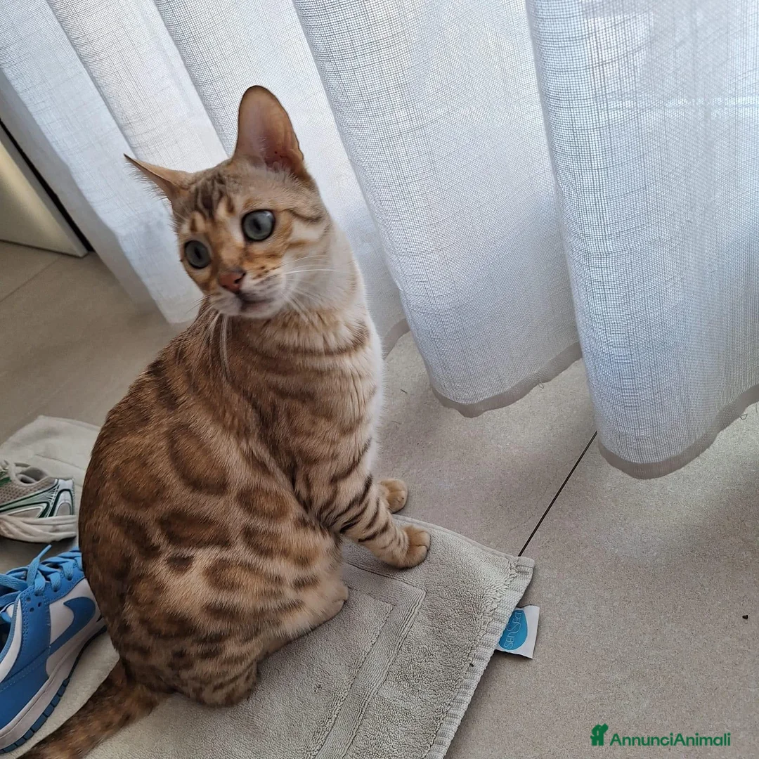 Bengala gatti in vendita: Bengala Snow Rehoming - Annuncio 1