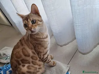 Bengala gatti Bengala Snow Rehoming - Annuncio 3