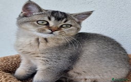 Scottish gatti in vendita: Scottish Straight con Pedigree  - Immagine 3