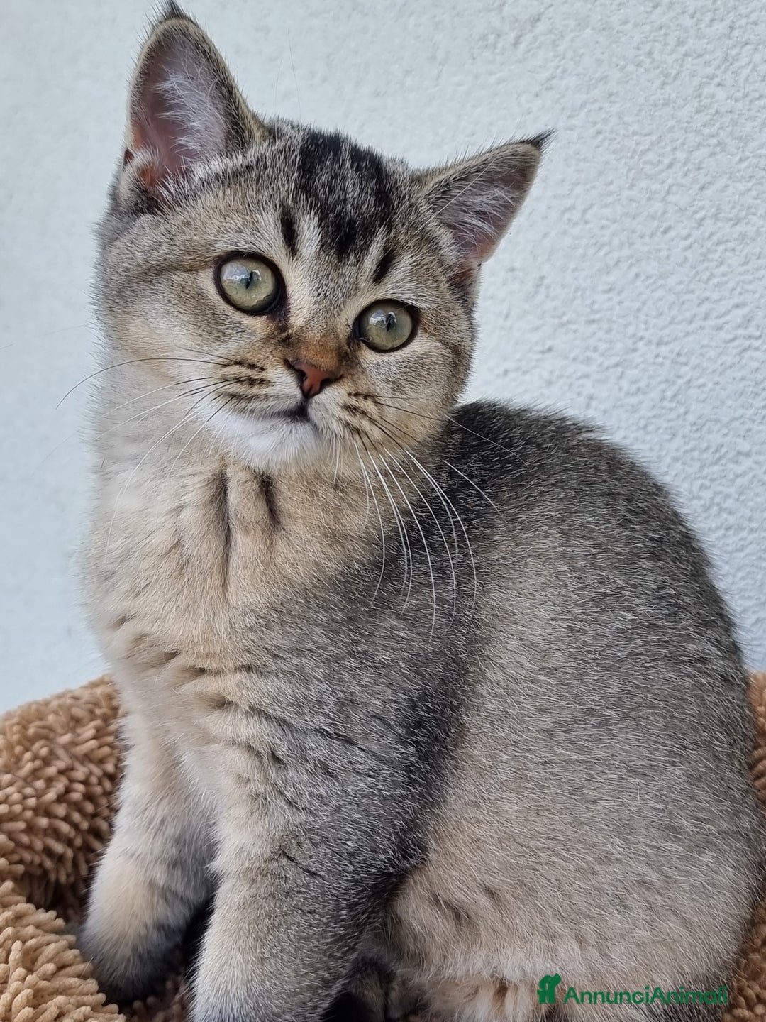 Scottish gatti in vendita: Scottish Straight con Pedigree  - Immagine 3