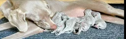 Weimaraner cani in vendita: Cuccioli weimaraner  - Annuncio 4