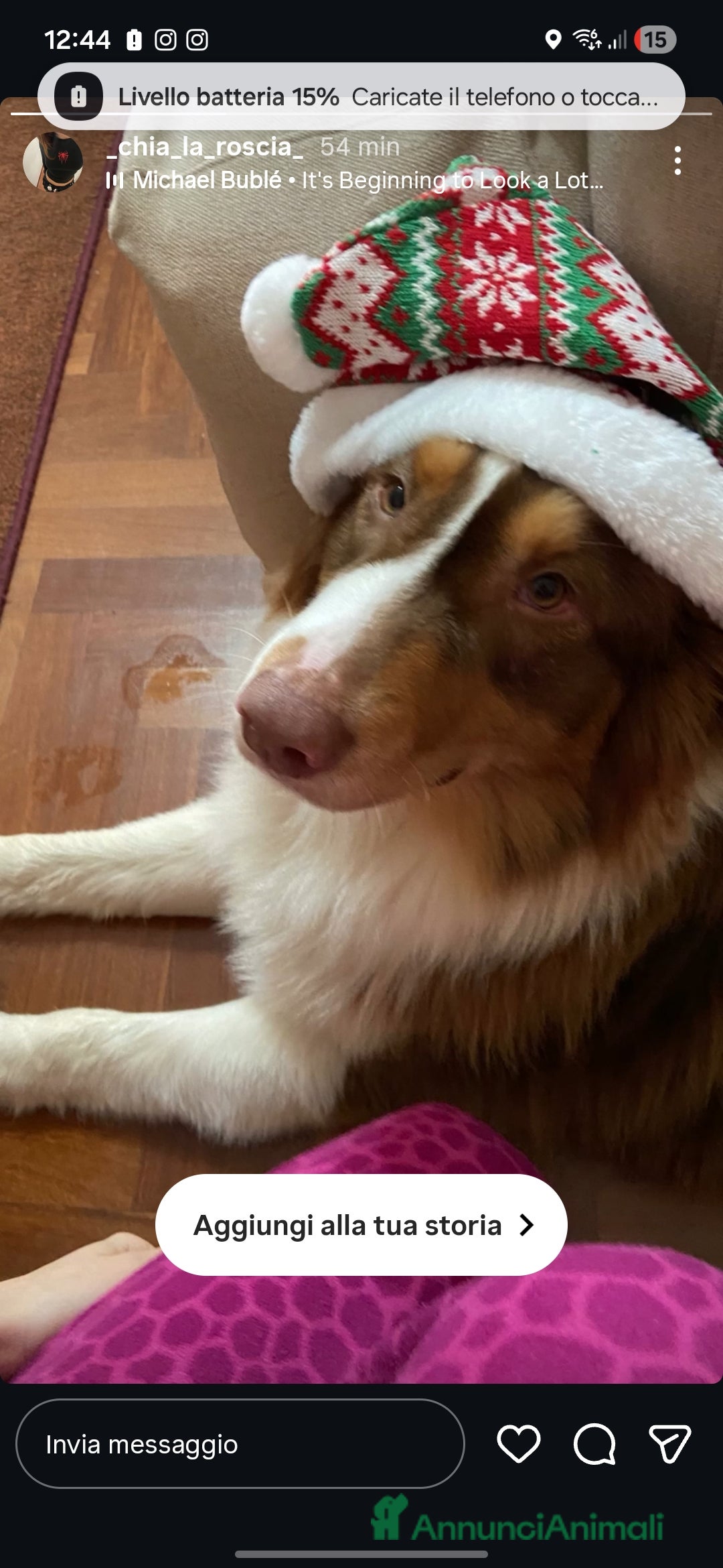 Australian Shepherd cani Pastore australiano  - Annuncio 1