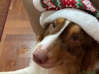 Australian Shepherd cani Pastore australiano - Annuncio 5