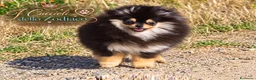 Volpino Pomerania cani in vendita: Pomerania 4 mesi - Annuncio 2