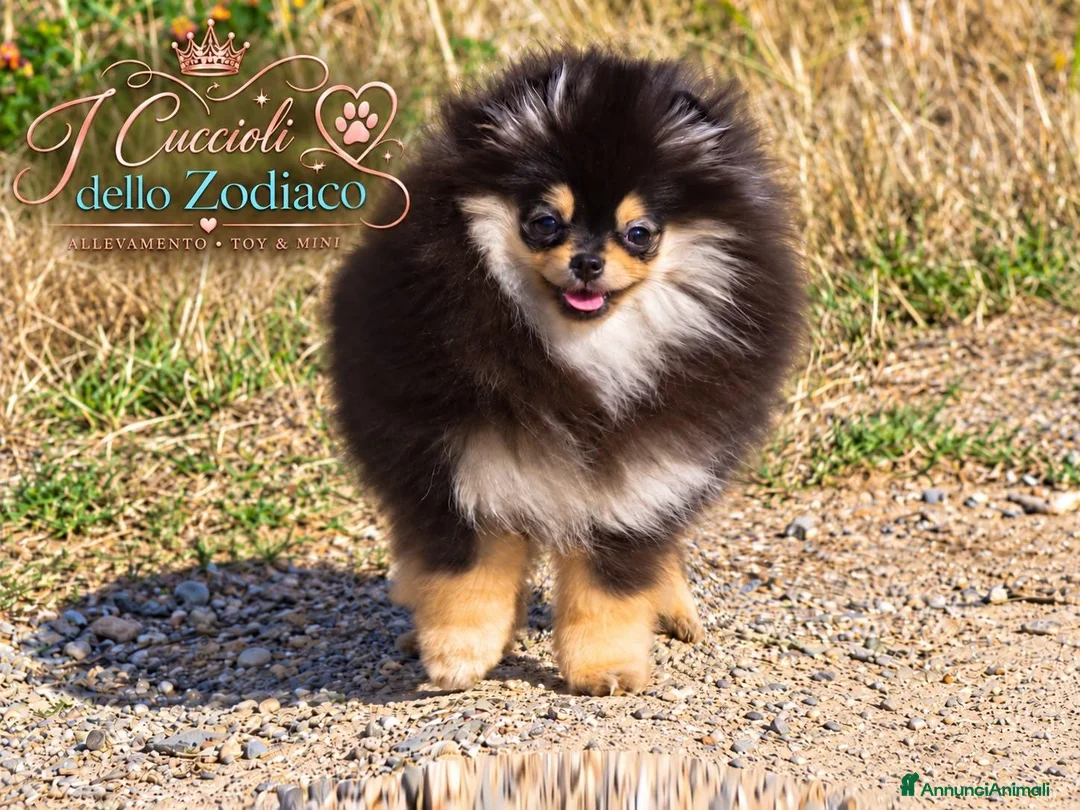 Volpino Pomerania cani in vendita: Pomerania 4 mesi - Annuncio 2