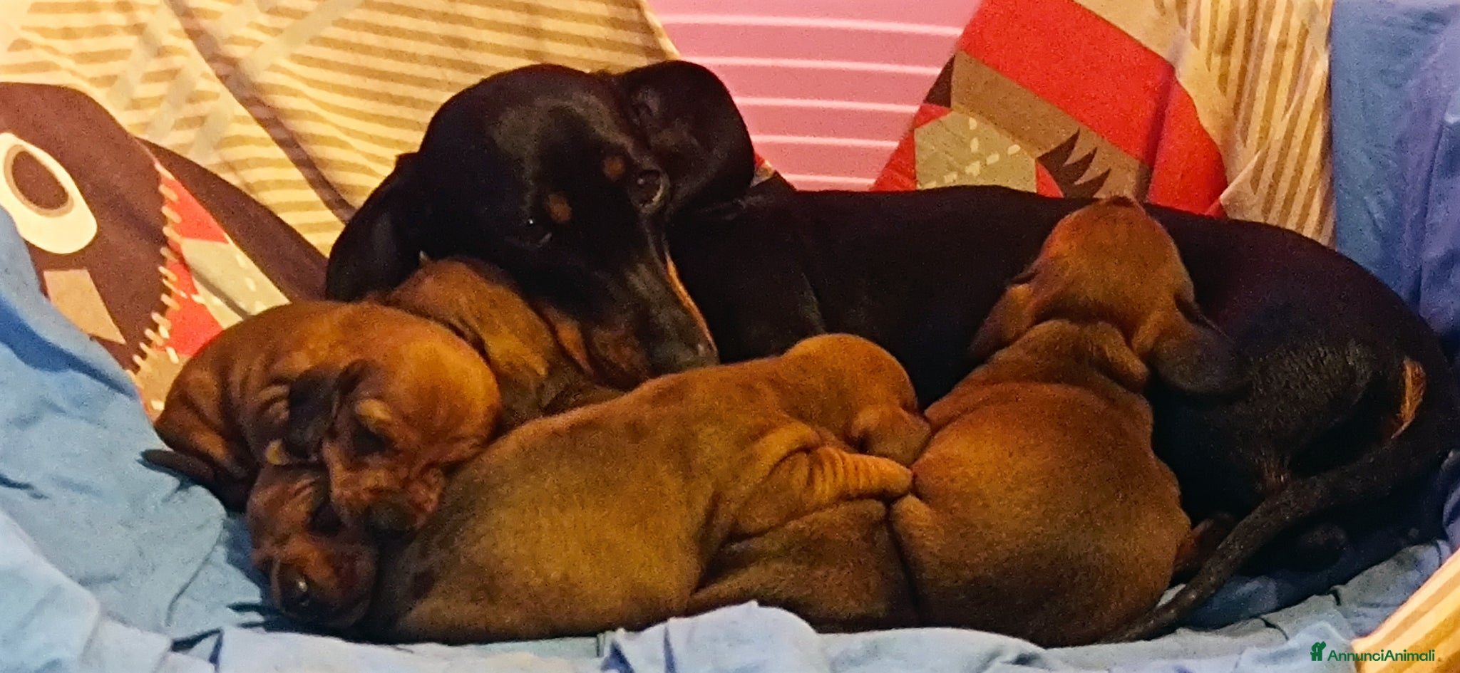 Bassotto cani Cucciolo bassotto fulvo - Annuncio 1