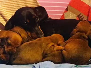 Bassotto cani Cucciolo bassotto fulvo - Annuncio 1