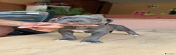 Pitbull cani in vendita: CUCCIOLI DI PITBULL CON PEDIGREE DISPONIBILI a Città metropolitana di Roma Capitale - Annuncio 8