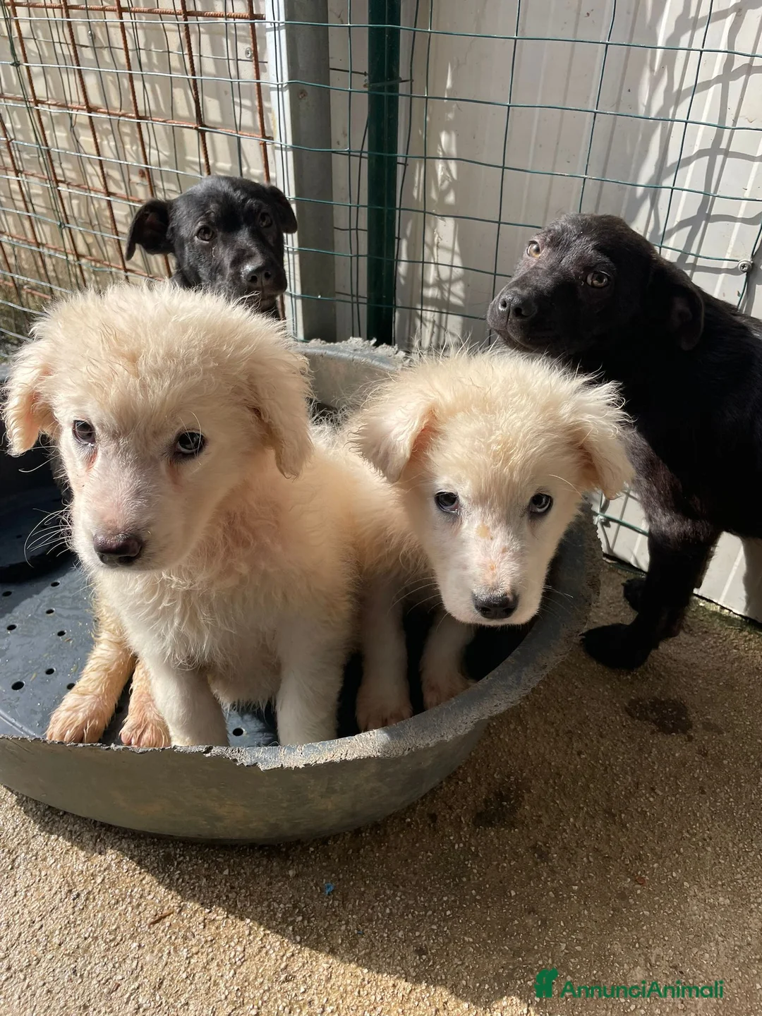 Meticcio cani in regalo: FREYA TENERA CUCCIOLOTTA - Annuncio 2