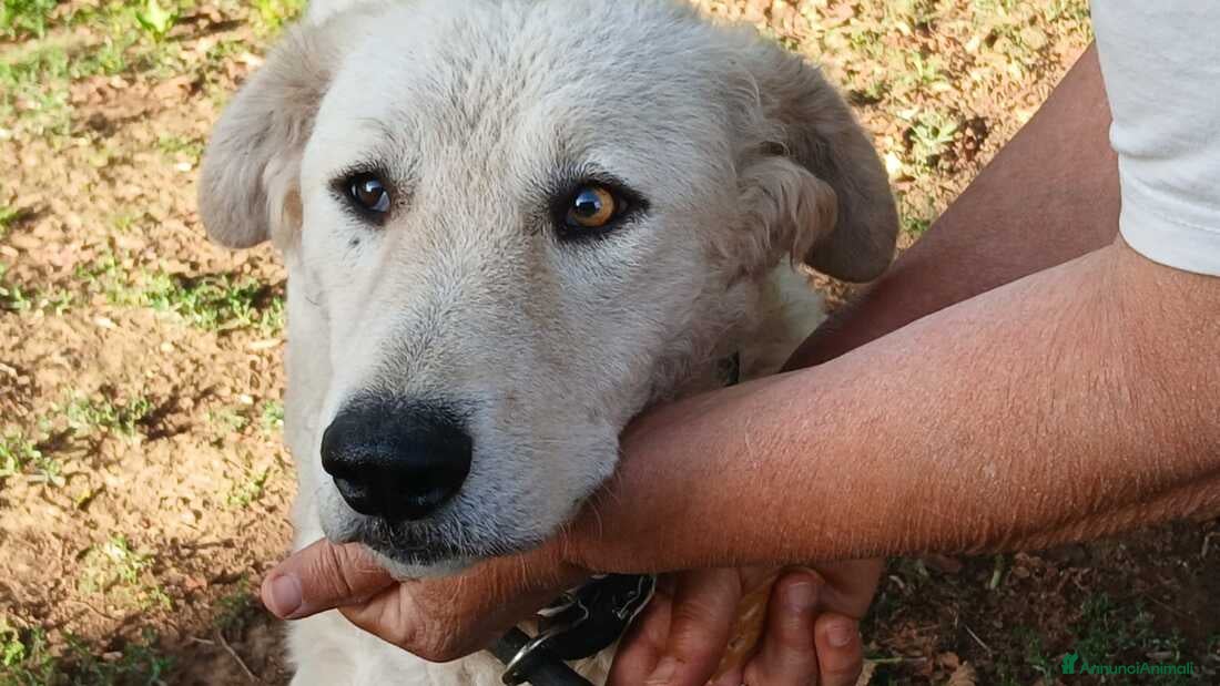 Meticcio cani MIMMO PRESO A BASTONATE HA BISOGNO DI TE - Annuncio 37