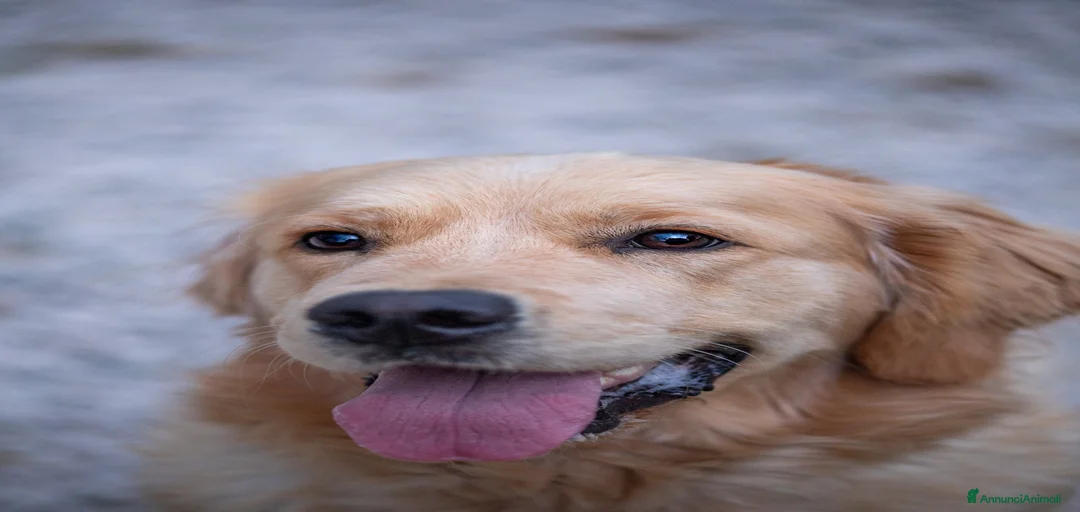 Immagine della galleria {{count}}