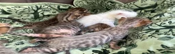 Meticcio gatti in vendita: Gattini Millefiori mix Bengal  - Annuncio 5