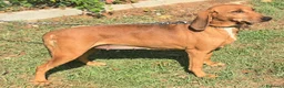 Segugio cani in regalo: Eugenia 3 anni segugia  - Annuncio 3