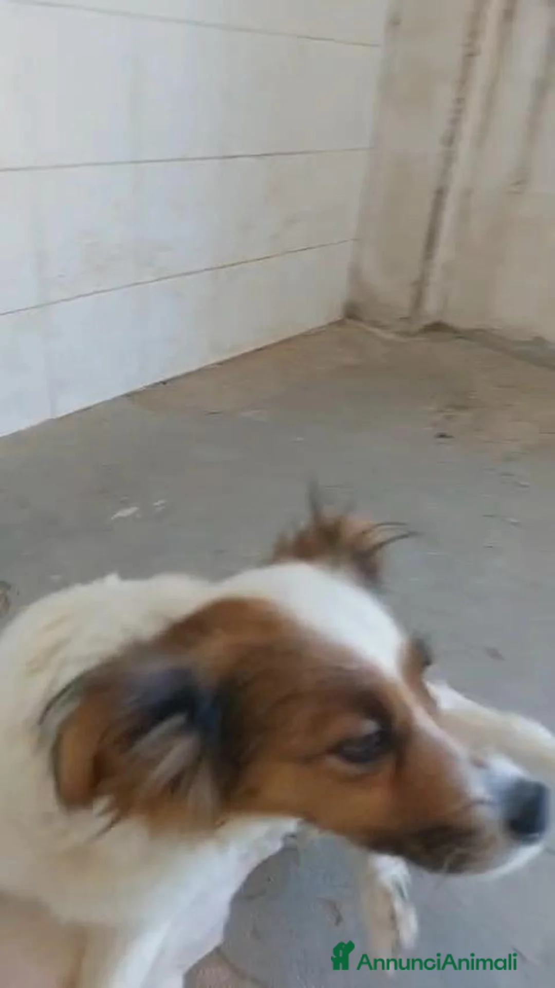 Meticcio cani in regalo: Dotto e Gongolo  - Annuncio 2