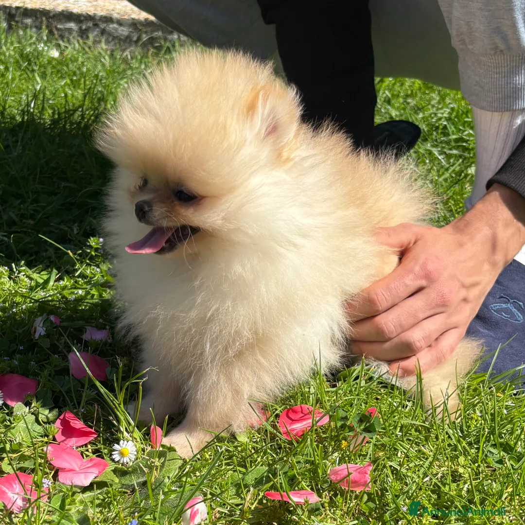Volpino Pomerania cani in vendita: Cuccioli Pomerania con Pedigree Enci - Annuncio 1