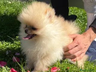 Volpino Pomerania cani Cuccioli Pomerania con Pedigree Enci - Annuncio 8