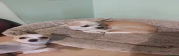 Chihuahua cani in vendita: Cucciolo maschio di chihuahua - Annuncio 1