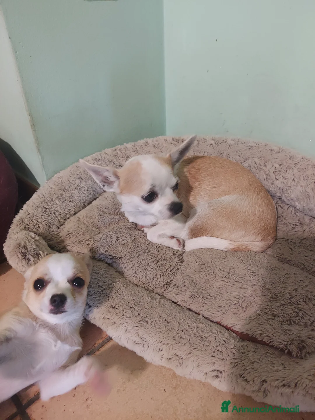 Chihuahua cani in vendita: Cucciolo maschio di chihuahua - Annuncio 1