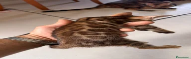 Bengala 3