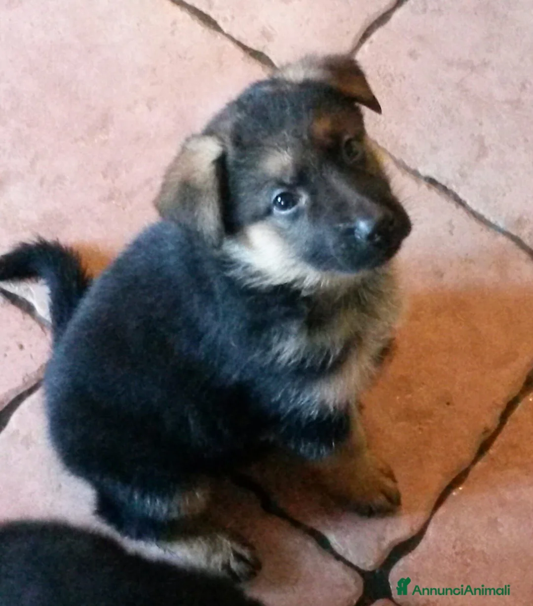 Pastore Tedesco cani in vendita: Cuccioli pastore tedesco  a Provincia di Vercelli - Annuncio 2
