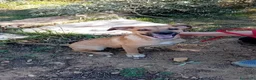 Meticcio cani in regalo: GIGIA  BEAU - Annuncio 5