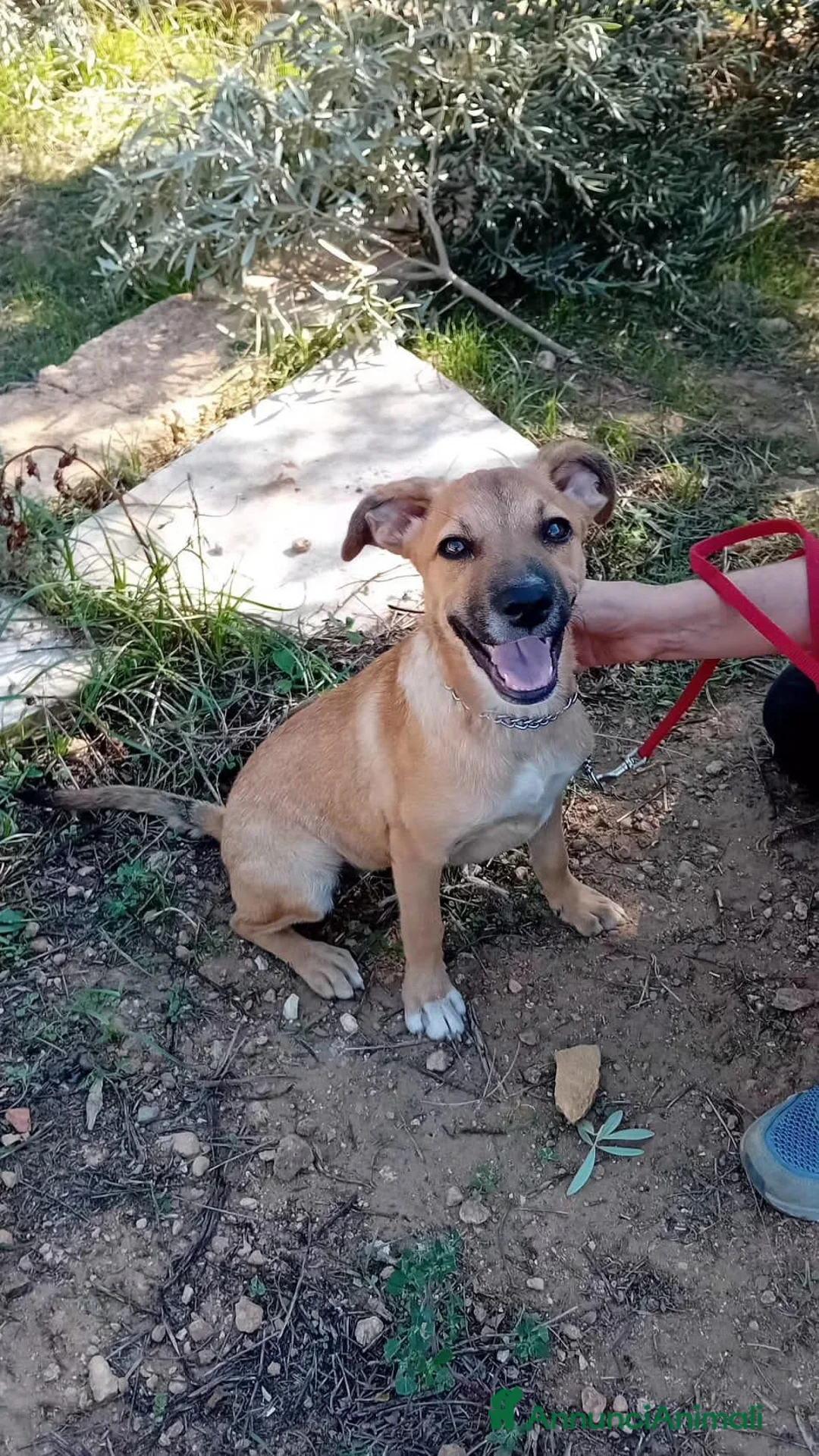 Meticcio cani in regalo: GIGIA  BEAU - Annuncio 5