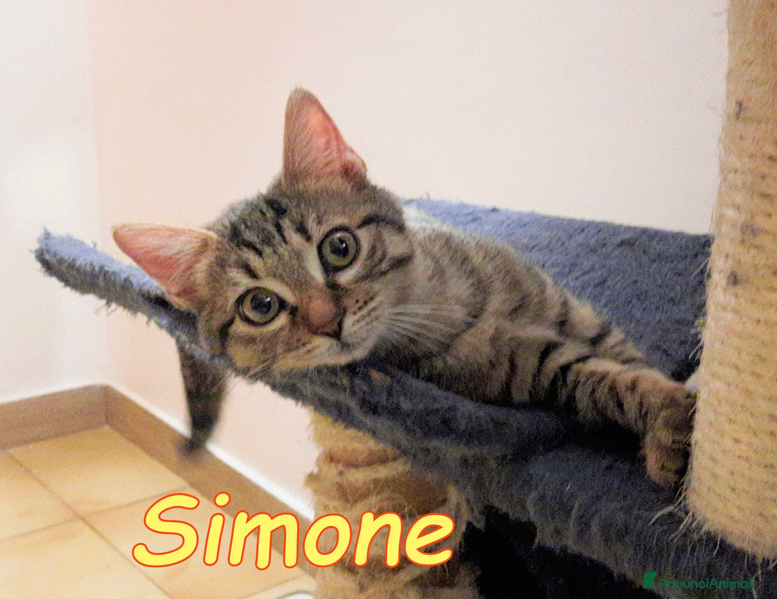 Europeo gatti  SIMONE IL GATTINO DALLE MILLE COCCOLE - Annuncio 12