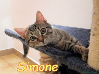 Europeo gatti SIMONE IL GATTINO DALLE MILLE COCCOLE - Annuncio 12