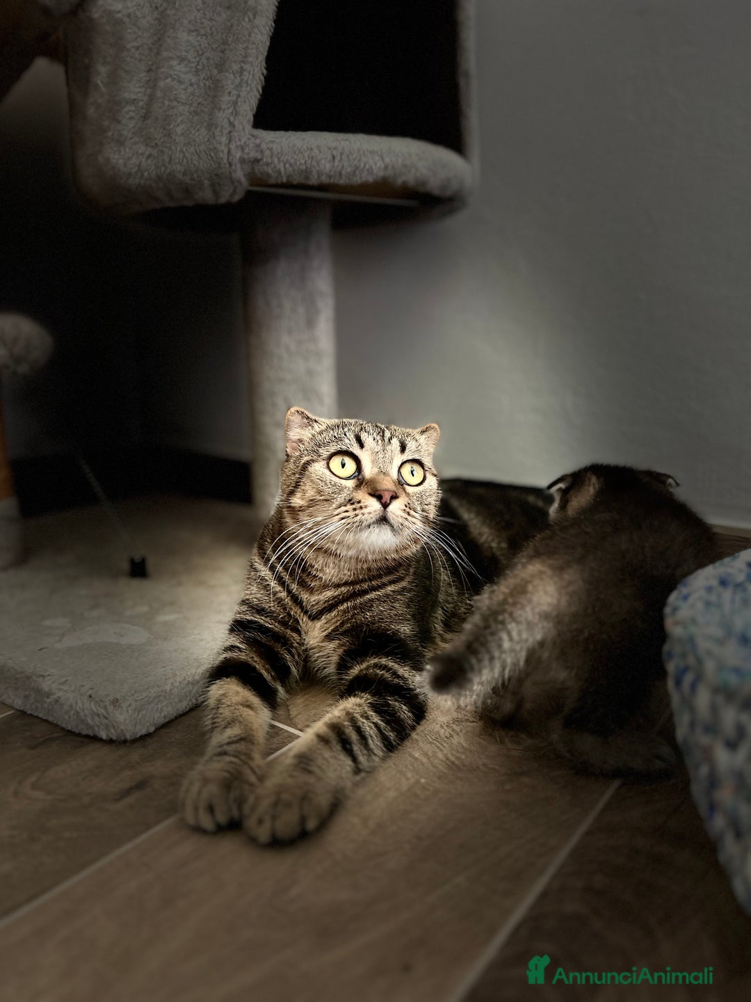 Scottish gatti in vendita: Scottish fold/straight a Provincia di Treviso - Immagine 3