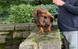 Bassotto cani per accoppiamento: stallone  - Immagine 4