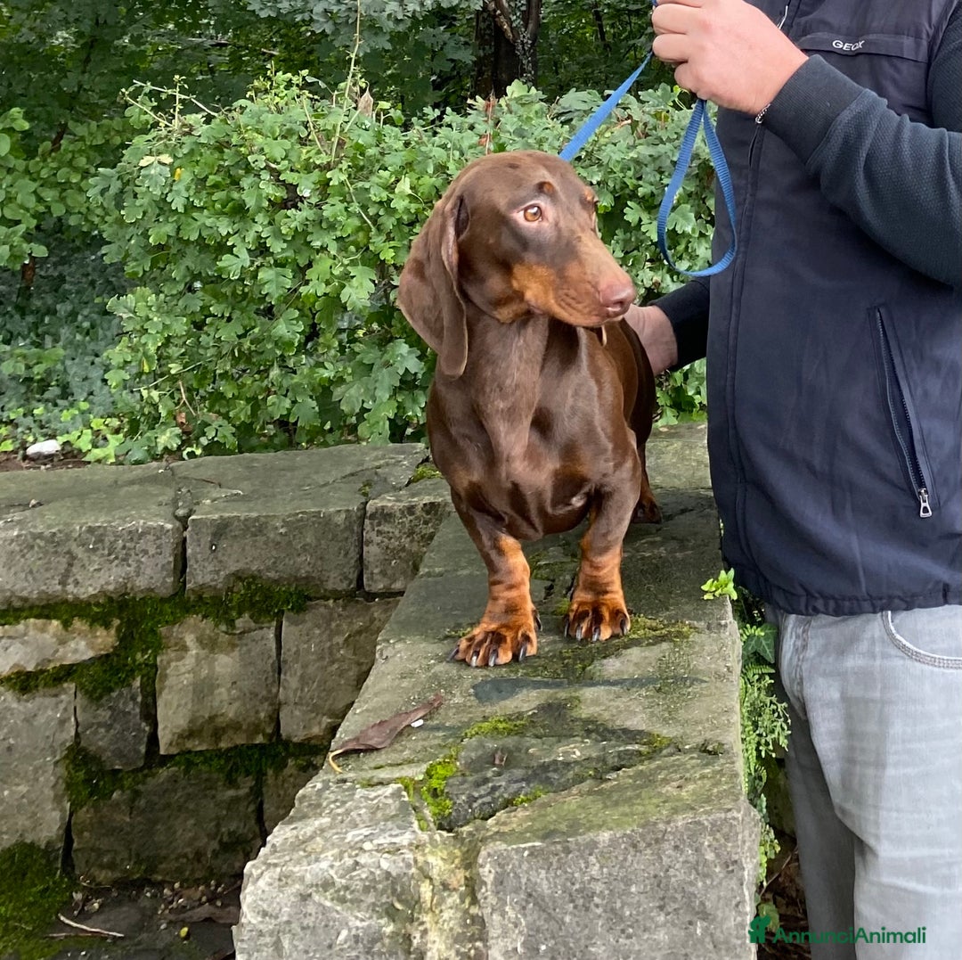 Bassotto cani per accoppiamento: stallone  - Immagine 4