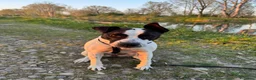 Meticcio cani in regalo: Mix molossina 2anni DOMENICA TORNA IN PUGLIA! LODI - Annuncio 5