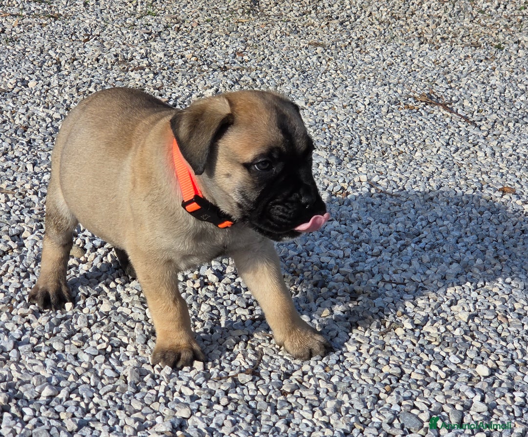 Bullmastiff cani in vendita: Vendo cuccioli di Bullmastiff - Annuncio 3