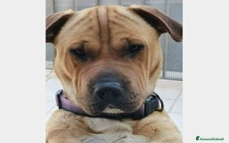 Shar Pei cani in regalo: Mix Sharpei 2anni color miele rimasta sola!SICILI a Milano - Immagine 2
