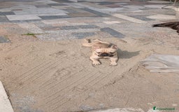 Bulldog Francese cani per accoppiamento: Cody Cerca Fidanzata a Provincia di Pavia - Immagine 2
