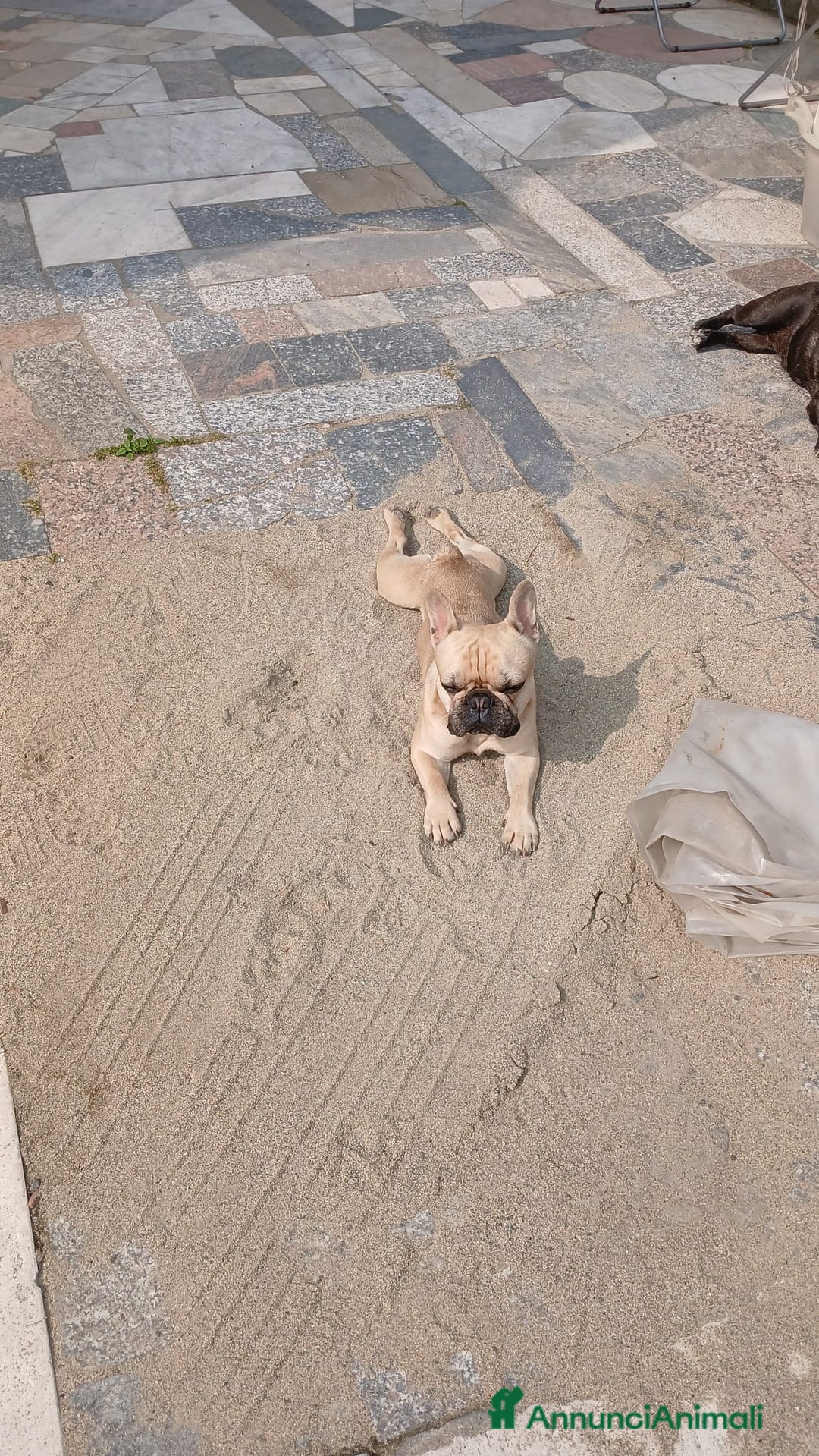 Bulldog Francese cani per accoppiamento: Cody Cerca Fidanzata a Provincia di Pavia - Immagine 2