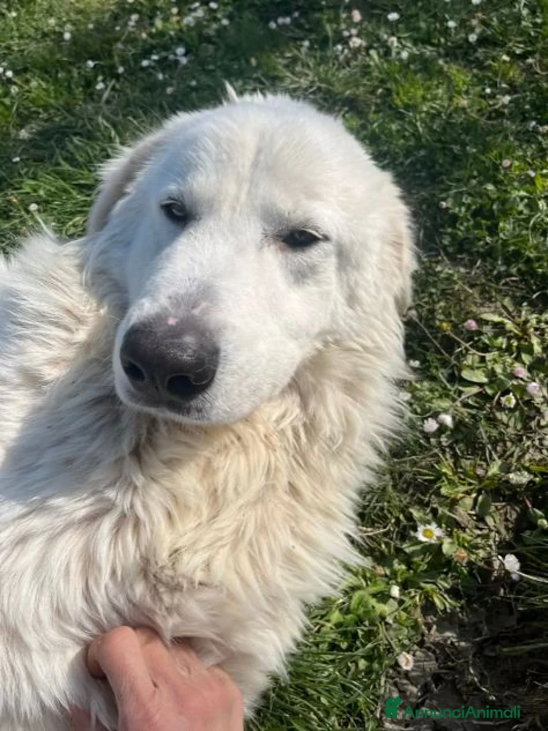 Pastore Maremmano cani in regalo: JERRY un maremmano da coccole a Provincia di Padova - Annuncio 8