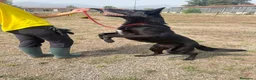Meticcio cani in regalo: Alec  - Annuncio 3