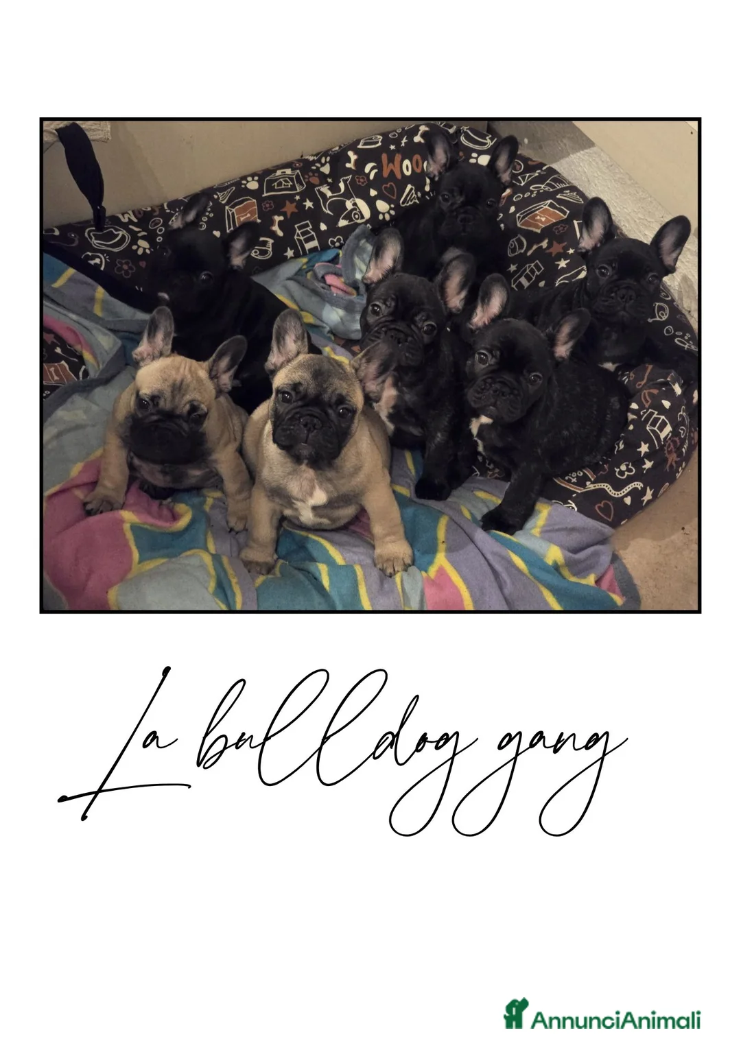 Bulldog Francese cani in vendita: Disponibili cuccioli di Bulldog Francese - Annuncio 17