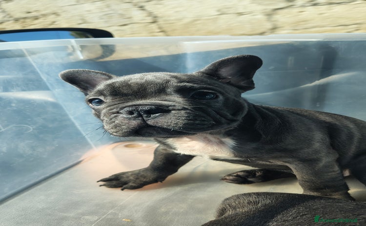 Bulldog Francese cani a Provincia di Brindisi - Annuncio 13