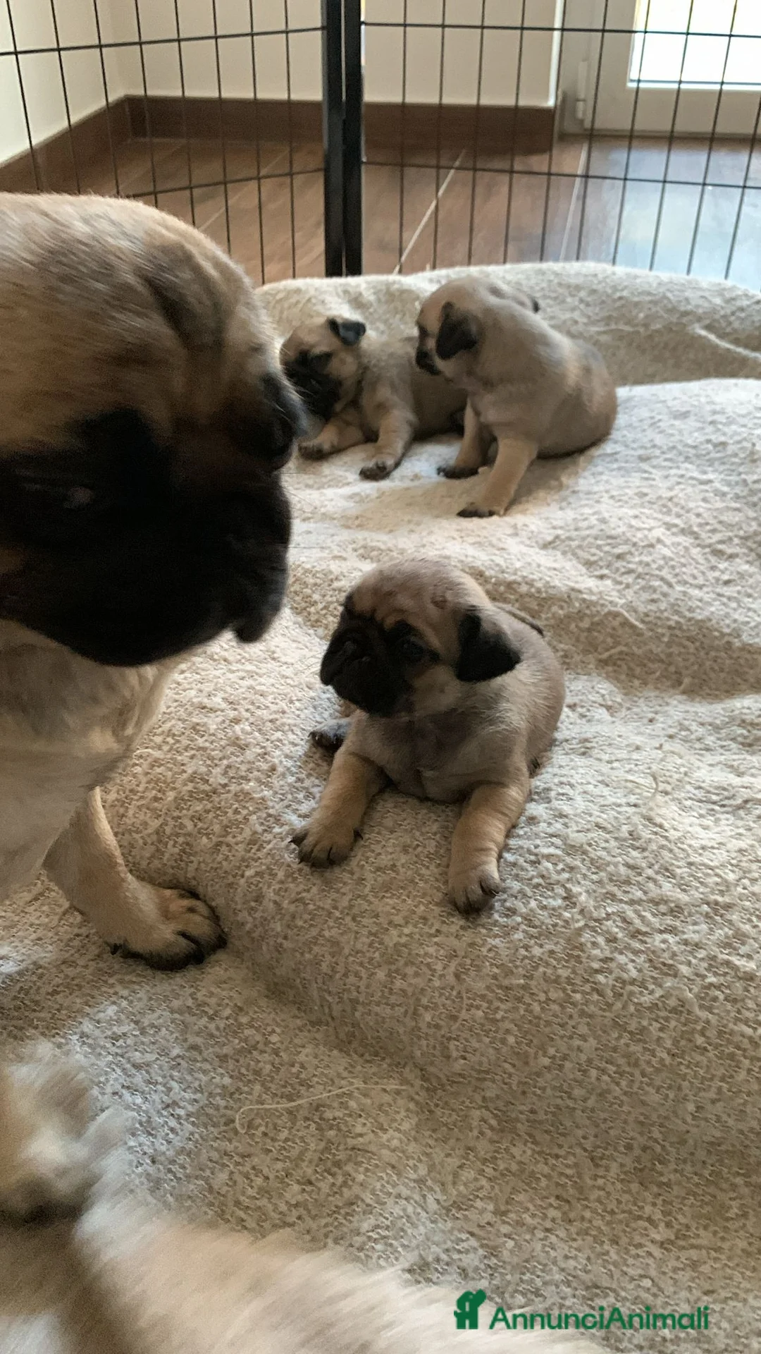 Carlino cani in vendita: Vendita 2 cucciole di carlino  - Annuncio 1